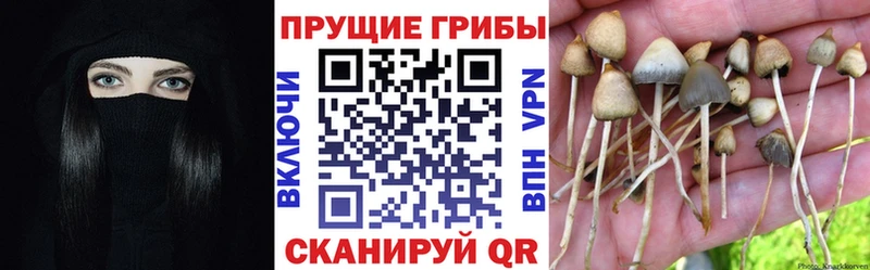 Псилоцибиновые грибы Magic Shrooms  Сосновый Бор 
